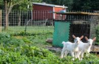 Goats at the Pearlstone Center Farm in Reisterstown, Maryland
Photo by Dani Shae Thompson