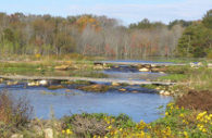 Wetlands photo provided by the state of Maryland.