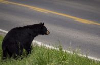 Stock photo of a black bear on the side of a road. This is not the actual photo of a bear seen in Laurel.
